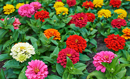 Las zinnias son sinónimo de variedad cromática.-