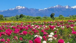 Esquel florece todo el año: llega el primer Congreso binacional de paisajismo patagónico