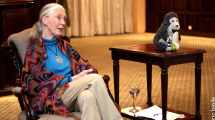 Imagen de Murió Jane Goodall, la reconocida primatóloga británica con compromiso alrededor del mundo