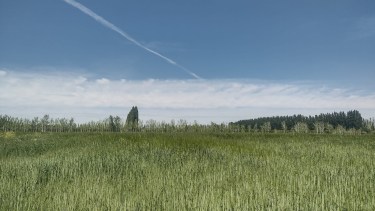 Remediación de suelos: la alfalfa gana protagonismo en la Patagonia Norte