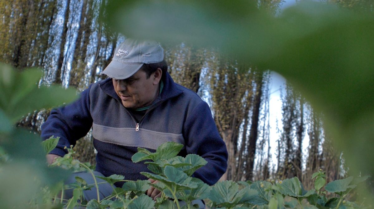 Frutillas en Plottier. Hacer una hectárea cuesta desde US$20.000 y rinde, en promedio, 22.000 kilos.