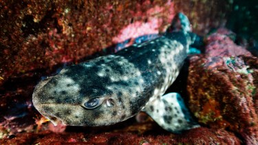 «Pintarroja», un pequeño tiburón austral es clave para el equilibrio marino en la Patagonia