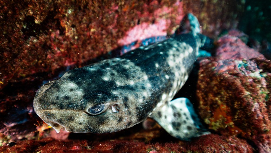 Schroederichthys chilensis, la especie de pintarroja en Chile. Foto: Rod Sanchez.

