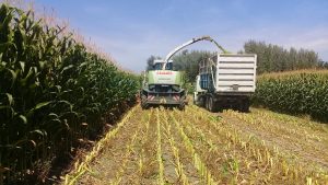 Así logré 120.000 kilos de maíz para silo por hectárea