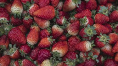 Dónde está el pujante polo de frutillas de la Patagonia: 71 productores en una pequeña región