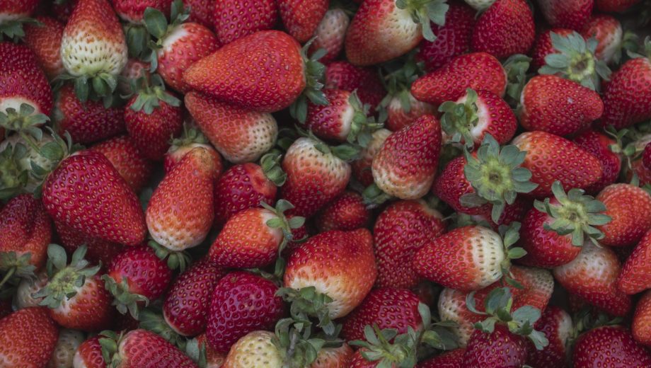 En el polo de frutillas de la Patagonia se logra muy buena calidad post-cosecha.