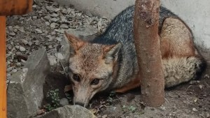 Liberaron a un zorro que encontraron en el centro de San Martín: qué hacer ante el hallazgo de un animal silvestre