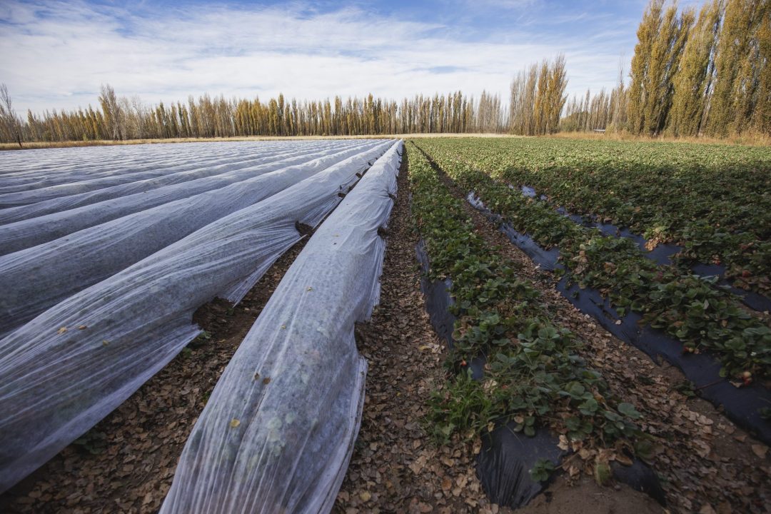 El cultivo de frutillas requiere adopción de cobertura plástica en el suelo (mulching) y riego por goteo.