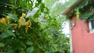 Ni ladrillos, ni hormigón: esta es la mejor pared natural para dividir espacios