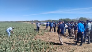El cultivo de ajo expuso sus secretos en Valle Medio
