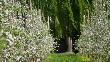 Fruticultura: a qué se debe el «corrimiento» o purga que preocupa a los productores de manzanas y peras de Río Negro y Neuquén