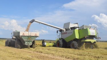 Es el alimento más consumido del mundo y una provincia tiene el 50% del área cultivada del país