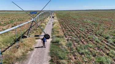 Es uno de los tres alimentos más consumidos del mundo y en esta provincia se producen hasta 70 toneladas por hectárea