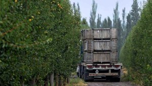 Indemnización millonaria en Roca: cayó al descargar un camión de manzanas y la Justicia escuchó su dolor