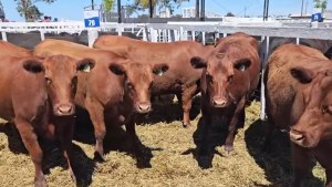 Remate de hacienda en Stroeder: los precios que dejó la venta de reproductores organizada por la Cooperativa de Patagones y Viedma