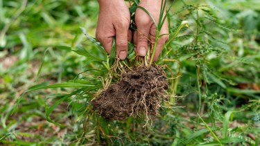 Con vinagre y bicarbonato: cómo arrasar con las malezas sin dañar la vereda ni el jardín