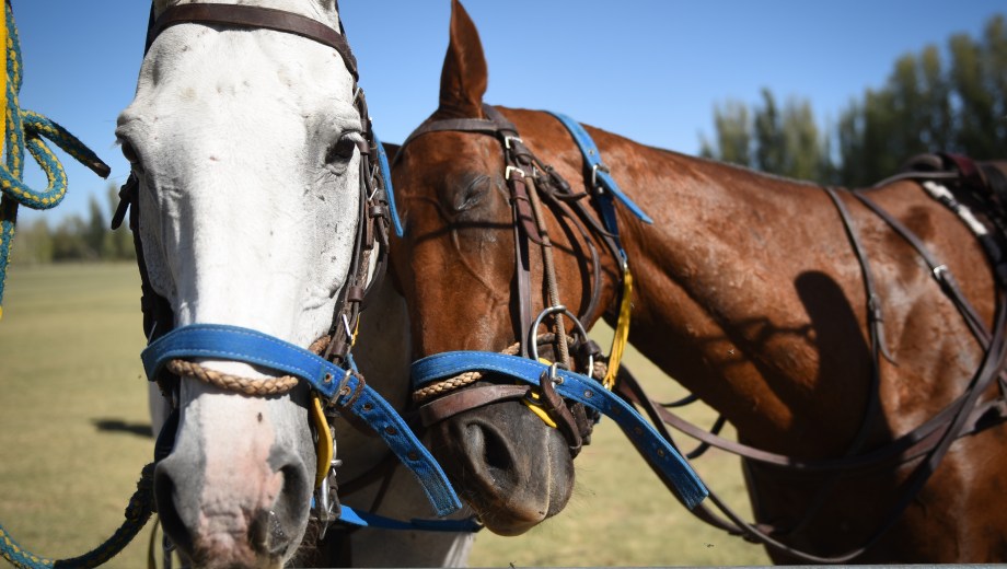 En La Sarita Polo Club, el polo no se vive como un deporte lejano, sino como una experiencia compartida.