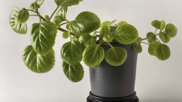 Planta del dólar: ¿en qué lugar de la casa tenerla para atraer abundancia? 