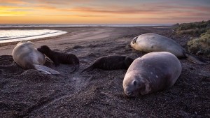 Elefantes marinos de Península Valdés en peligro: inicia un nuevo censo y la amenaza no cesa