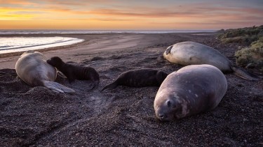Elefantes marinos de Península Valdés en peligro: inicia un nuevo censo y la amenaza no cesa