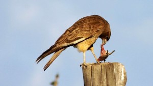 Preservar la vida silvestre en Río Negro, una tarea urgente