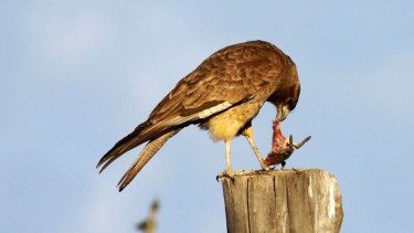 Preservar la vida silvestre en Río Negro, una tarea urgente