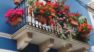 Geranio: la planta ideal para balcones, llena de color y repelente natural