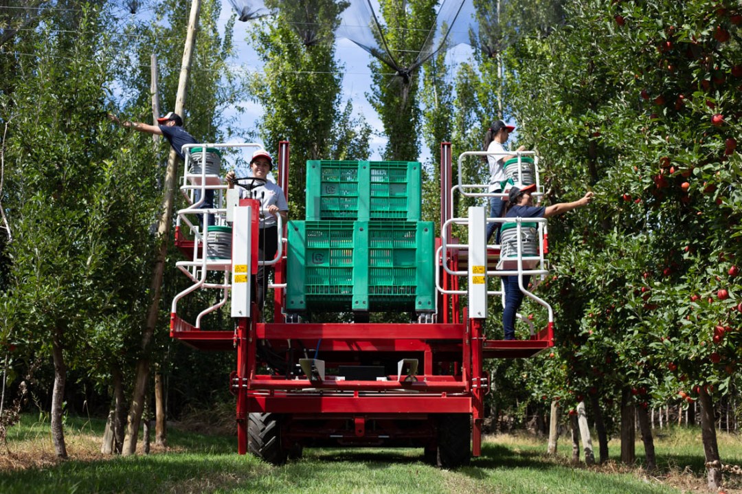 La plataforma desarrollada para la fruticultura y que ahora se está adaptando para las paltas en Perú. Foto: gentileza Pazima.