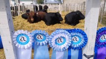 Imagen de Expo Rural de Choele Choel: un combo de emoción, defensa de la barrera y visitas célebres