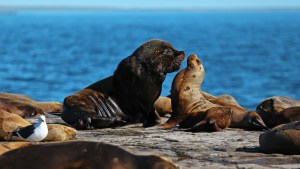 Fauna total en Puerto Madryn: el safari marino único en el mundo