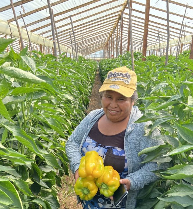 Crecen los invernaderos en Río Negro.