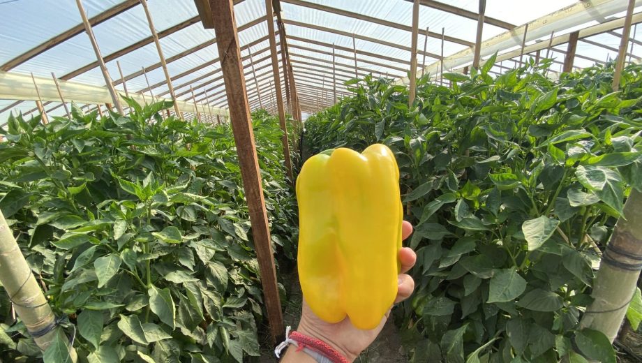Los rendimientos hortícolas se potencian bajo cubierta.