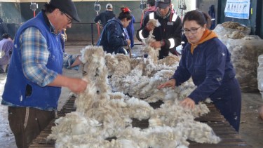 Con esquila antiestrés, Neuquén recupera la exportación de lana sin ayuda nacional