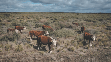 Neuquén: Plan de choque contra la sequía en el campo y el riesgo de incendios