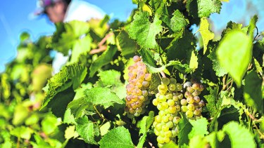 Mainqué celebra 100 años y se afianza en la producción de vino patagónico