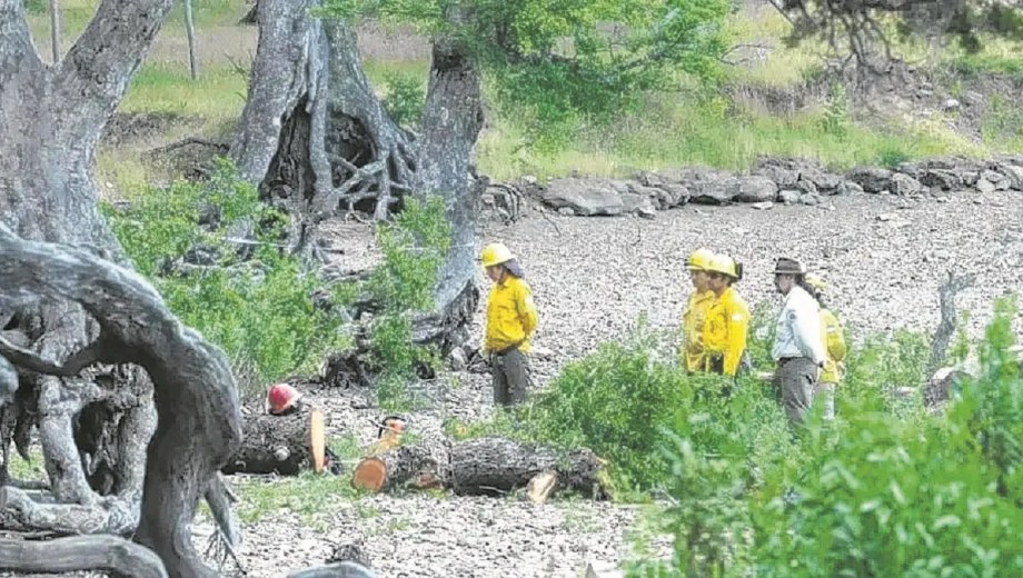 El enorme roble pellín de 20 metros de altura cayó la tarde del 1 de enero de 2016 y mató a dos niños y dejó con lesiones graves al padre de uno de los chicos y a la abuela. (foto de archivo)