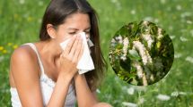 Imagen de Alergias de primavera: cómo prevenir los síntomas en el Alto Valle y la Patagonia