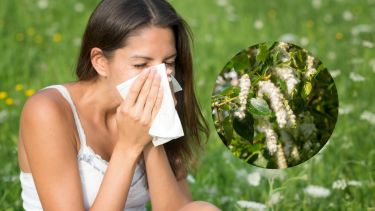 Alergias de primavera: cómo prevenir los síntomas en el Alto Valle y la Patagonia