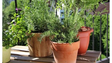Ni albahaca ni menta: la planta aromática ideal para la cocina que se mantiene verde todo el año