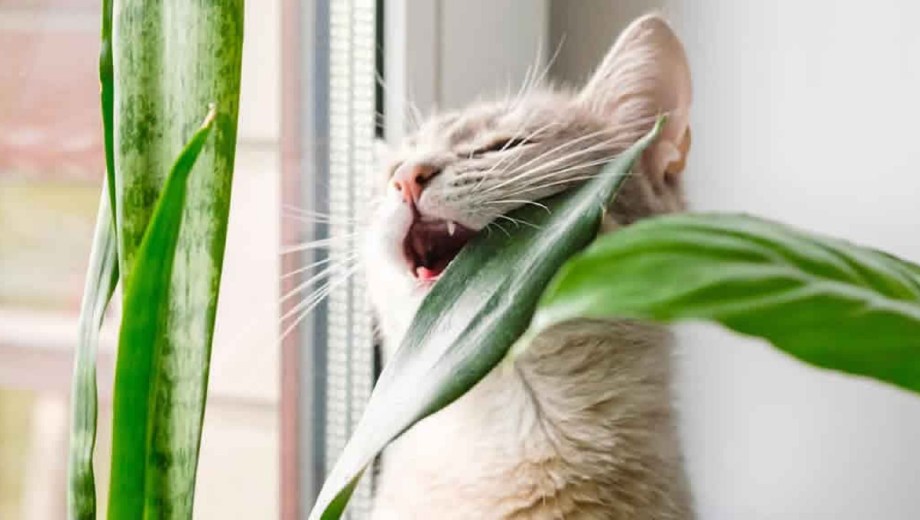 Las plantas que no deberías tener si hay gatos en tu hogar.
