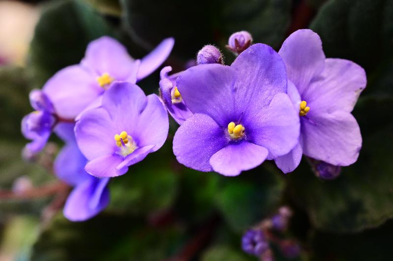 Florece sin parar bajo el sol: la trepadora de flores violetas más ...