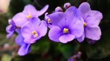 Imagen de Florece sin parar bajo el sol: la trepadora de flores violetas más resistente del verano