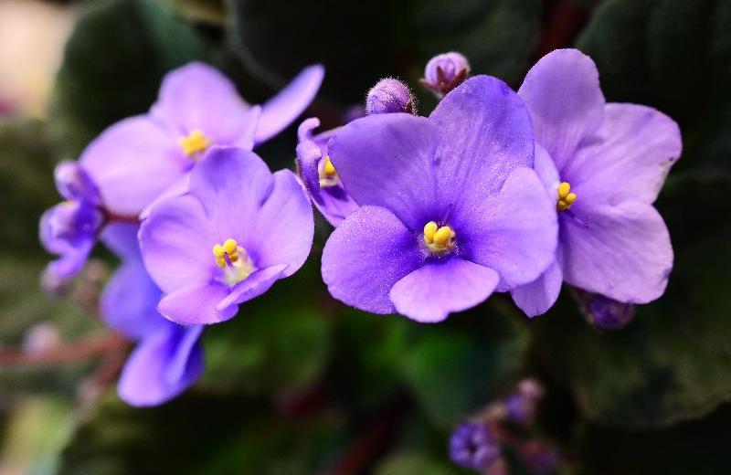 Es la trepadora perfecta para el verano: florece sin descanso, resiste el calor extremo y llena de vida cualquier espacio soleado.