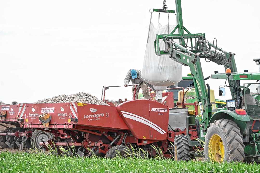 Siembra de papas en el extremo sur de Buenos Aires. Foto: Juan Thomes.