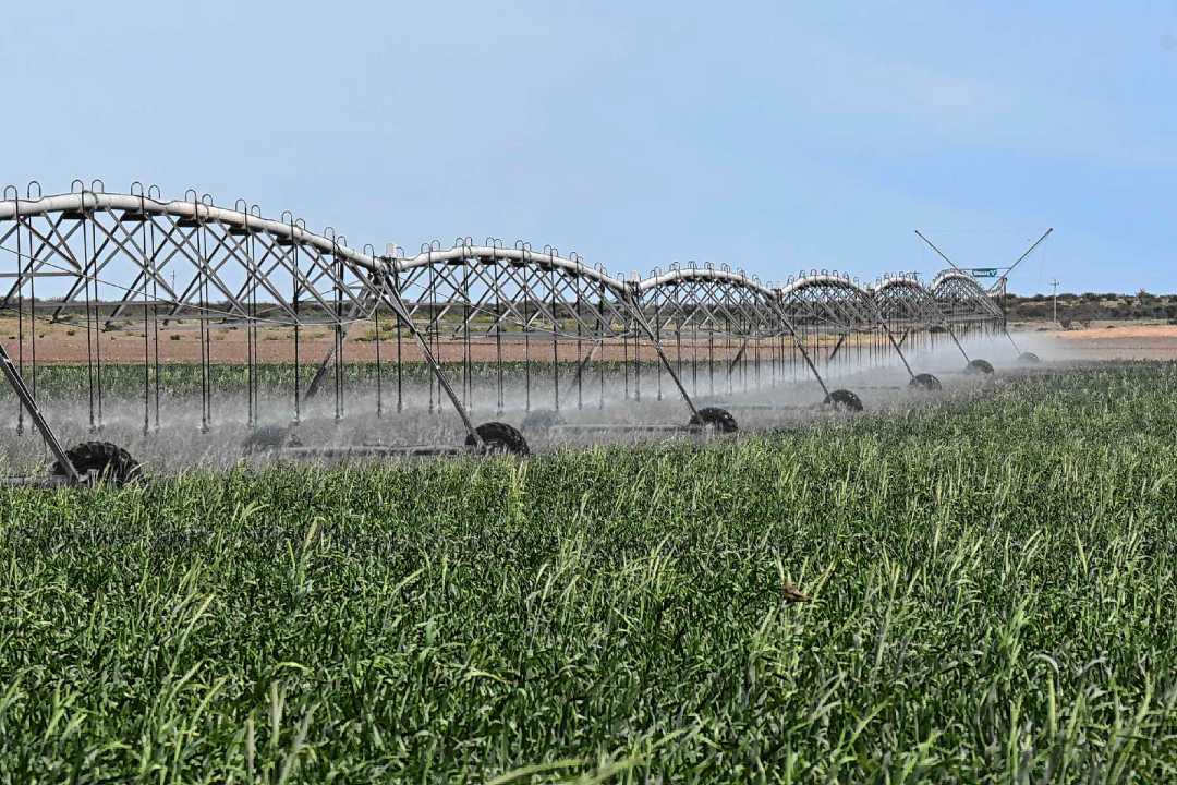 Pasman apuesta por el poder transformador del riego en la Patagonia. Foto: Juan Thomes.