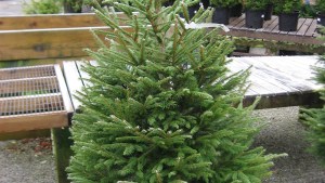 Adiós al árbol de Navidad tradicional: la tendencia que comienza a imponerse en Europa 