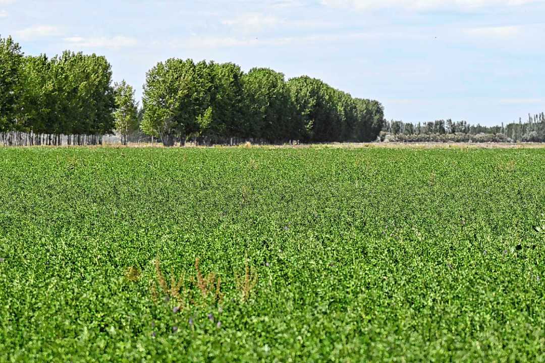 Hasta 16.000 kilos de materia seca de alfalfa por hectárea logra Nicolás Stier. Foto: Juan Thomes.