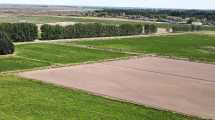 Imagen de Cómo se convierte el desierto en campo agrícola en Río Negro: un productor describe el paso a paso y detalla los costos