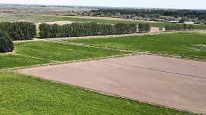 Cómo se convierte el desierto en campo agrícola en Río Negro: un productor describe el paso a paso y detalla los costos