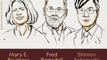 El Premio Nobel de Medicina 2025 fue para tres investigadores del sistema inmunitario